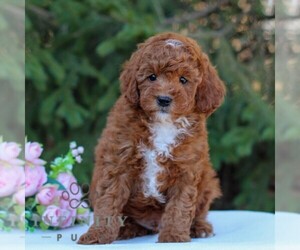 Poodle (Toy) Puppy for sale in EAST EARL, PA, USA