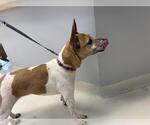 Small Rat Terrier