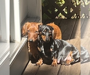 Mother of the Dachshund puppies born on 09/29/2023