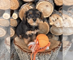 King Schnauzer Puppy for sale in MIDDLEBURY, IN, USA