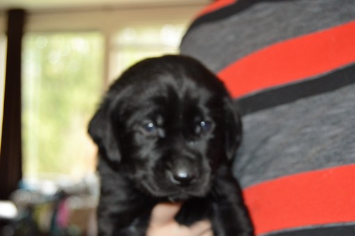 Medium Photo #1 Labrador Retriever Puppy For Sale in LAKE STEVENS, WA, USA