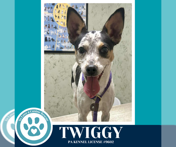 Medium Photo #3 Mutt Puppy For Sale in Kimberton, PA, USA