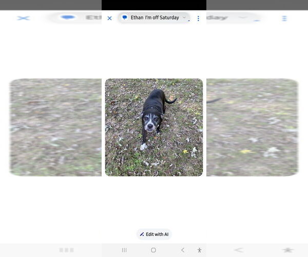 Medium Photo #7 Boxador Puppy For Sale in Foristell, MO, USA