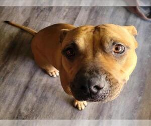 Mutt Dogs for adoption in Las Vegas, NV, USA