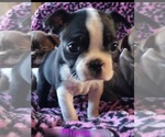 Small Photo #4 Boston Terrier Puppy For Sale in LEXINGTON, IN, USA
