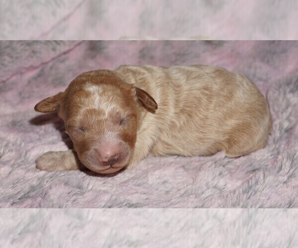 Medium Photo #2 Labradoodle mix (+ Poodle Standard) Puppy For Sale in LA HABRA, CA, USA