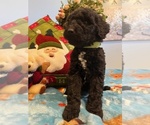 Small Photo #13 Goldendoodle Puppy For Sale in NEW LONDON, NC, USA