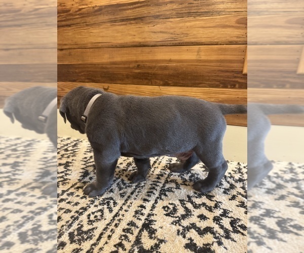 Medium Photo #2 Cane Corso Puppy For Sale in BARBOURSVILLE, VA, USA