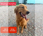 Small Photo #2 Golden Retriever Puppy For Sale in West Hollywood, CA, USA