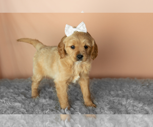 Medium Photo #4 Golden Cavadoodle Puppy For Sale in MILLERSBURG, IN, USA