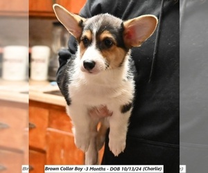 Pembroke Welsh Corgi Puppy for sale in FALLON, NV, USA
