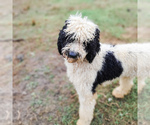 Small Photo #1 Bernedoodle Puppy For Sale in WAGENER, SC, USA