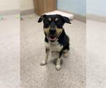 Small Rottweiler Mix