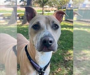 Argentinian Mastiff-Unknown Mix Dogs for adoption in Woodland, CA, USA