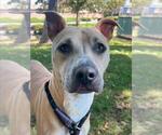 Small Argentinian Mastiff Mix