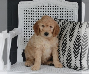 Goldendoodle Puppy for sale in FREDERICKSBURG, OH, USA