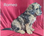 Small Photo #12 Bernedoodle Puppy For Sale in CANON CITY, CO, USA
