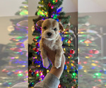 Small Photo #7 Maltipoo Puppy For Sale in EL PASO, TX, USA