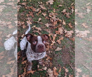 Mutt Dogs for adoption in Oak Bluffs, MA, USA