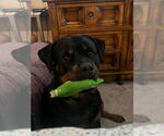 Small #2 Rottweiler