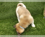 Small Photo #13 Akita Puppy For Sale in ROLLA, MO, USA