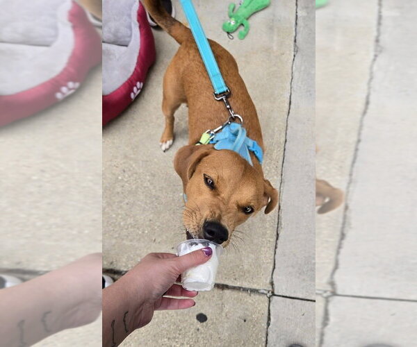 Medium Photo #4 Mutt Puppy For Sale in Mundelein, IL, USA
