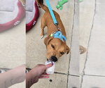 Small Photo #4 Mutt Puppy For Sale in Mundelein, IL, USA