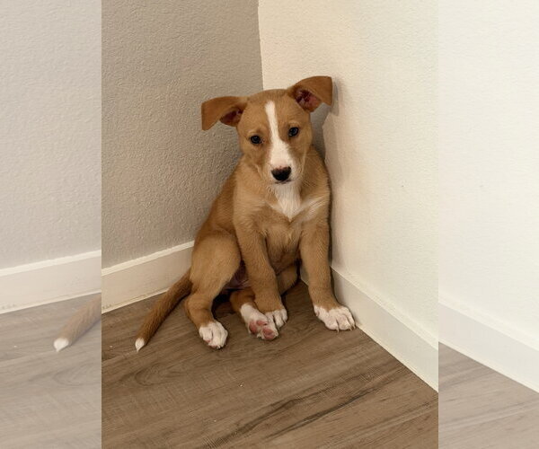 Medium Photo #7 Labrador Retriever-Unknown Mix Puppy For Sale in The Woodlands, TX, USA