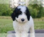 Small #5 Bernedoodle