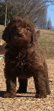 Medium Photo #1 Labradoodle Puppy For Sale in FORNEY, TX, USA