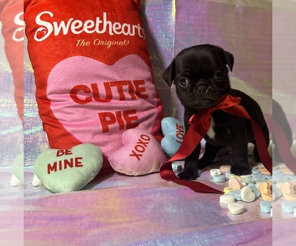 Medium Photo #1 Pug Puppy For Sale in MOUNT WASHINGTON, KY, USA