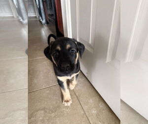 Australian Shepherd-German Shepherd Dog Mix Dogs for adoption in Valrico, FL, USA