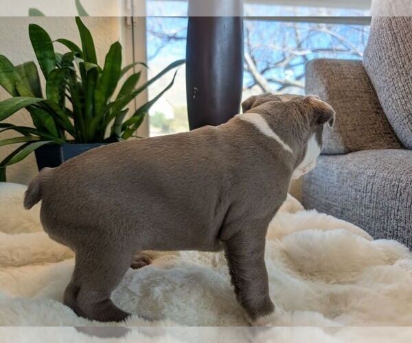 Medium Photo #6 Faux Frenchbo Bulldog Puppy For Sale in LAS CRUCES, NM, USA