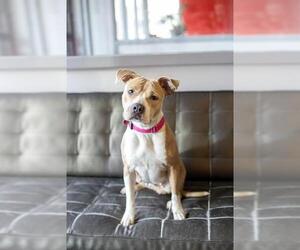 Mutt Dogs for adoption in Boston, MA, USA