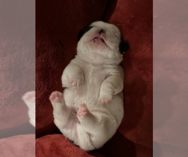Medium Photo #9 American Bullnese Puppy For Sale in DISCOVERY BAY, CA, USA