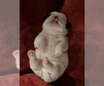 Small #8 American Bullnese