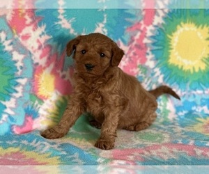 Goldendoodle (Miniature) Puppy for sale in LANCASTER, PA, USA