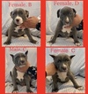 Small Photo #1 American Pit Bull Terrier Puppy For Sale in RICHLAND, WA, USA