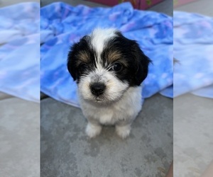 Lhatese Puppy for sale in HIGHLAND, CA, USA
