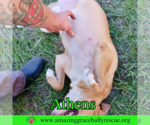 Small #4 American Staffordshire Terrier-Catahoula Leopard Dog Mix