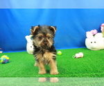 Small Photo #1 Yorkshire Terrier Puppy For Sale in HICKORY, NC, USA