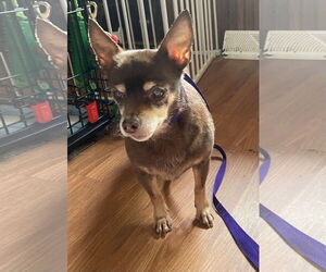 Chihuahua Dogs for adoption in Wheaton, IL, USA