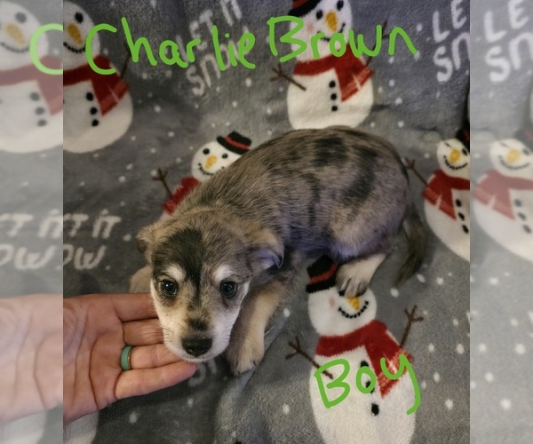 Medium Photo #8 Chizer Puppy For Sale in MONTEZUMA, GA, USA