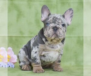 French Bulldog Puppy for Sale in QUARRYVILLE, Pennsylvania USA