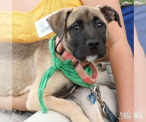 Medium Photo #5 Mutt Puppy For Sale in Washington, DC, USA