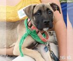 Small #4 Mutt