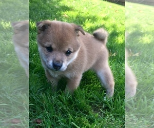 Shiba Inu Puppy for sale in SNOHOMISH, WA, USA