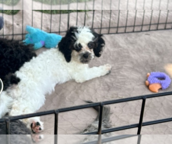 Medium Photo #8 Shih Tzu Puppy For Sale in GLOUCESTER, VA, USA