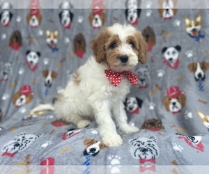 Medium Cavapoo
