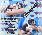 Small Photo #3 Great Dane Puppy For Sale in MERCER, PA, USA